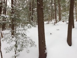 snowwasdeep.jpg