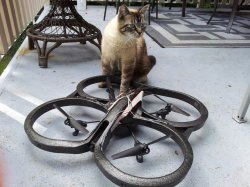 cat.jpg