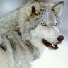Tom Wolves